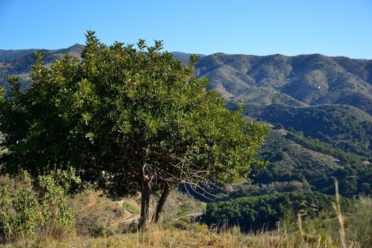 solitary tree growing on top of a mountain in Malaga