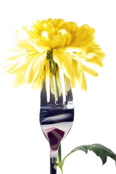 silver fork stuck into dahlia for concept on romantic dining against a white background