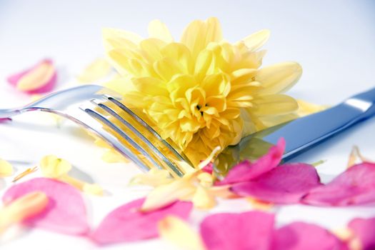 silver fork and knife isolated with dahlia and rose petals for concept on romantic dining