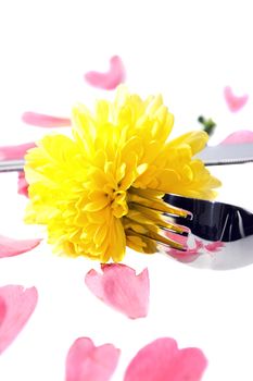 silver fork and knife isolated with dahlia and rose petals for concept on romantic dining