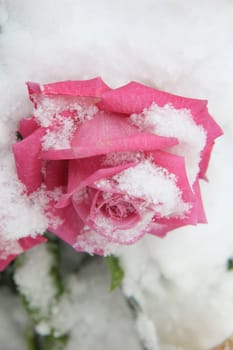 a vivid pink rose in the snow