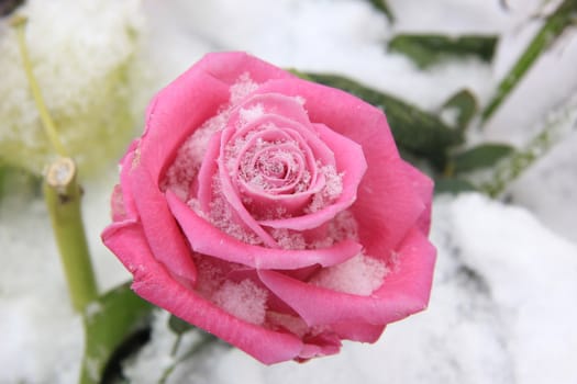 a vivid pink rose in the snow