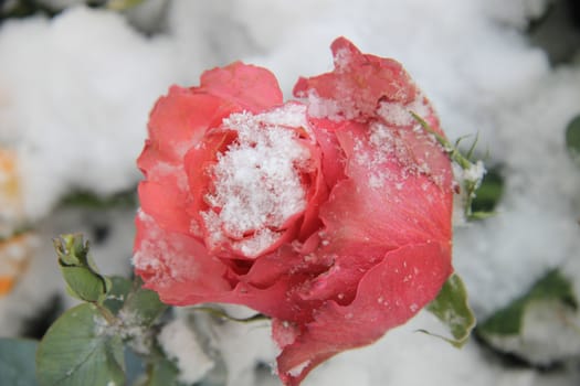 A soft pink rose bud covered with snow