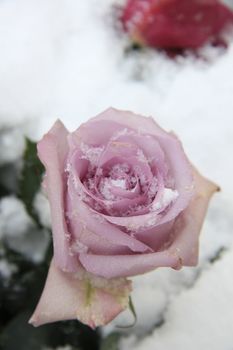 Big purple lilac rose covered with snowflakes