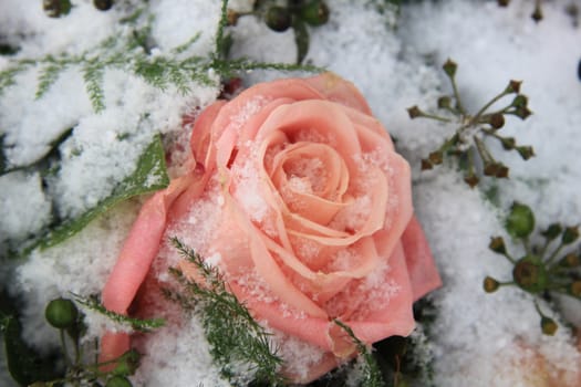 A big pink rose covered with snowflakes