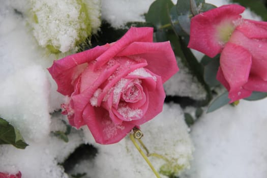 Big vivid pink rose in the snow