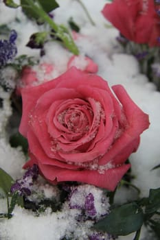 A big pink rose covered with snowflakes