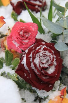 A red and pink rose in the snow