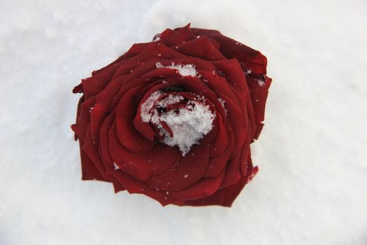 Solitaire red rose covered with snow crystals