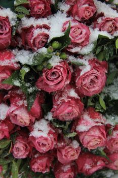 A group of dark pink roses in the snow