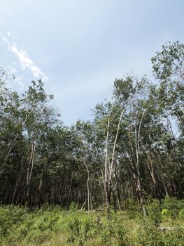 Rubber trees plantation in Malaysia
