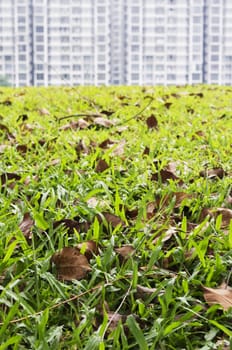 grass field foreground with housing block background.
