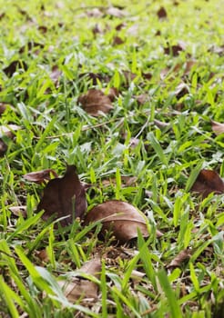 dried leaves on a green grass field, background usage.