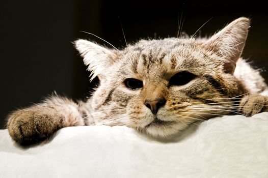 Foto of mature multicolored cat watching to distance