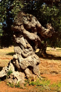 Ancient olive trees in the south of Italy