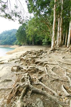 Buttress root on the ground