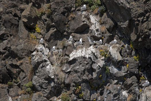 Breeding birds on sharp ledges of cliffs among blooming summer flowers.