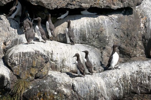 The closest thing to a penguin on the North Pole breeds on the cliffs.