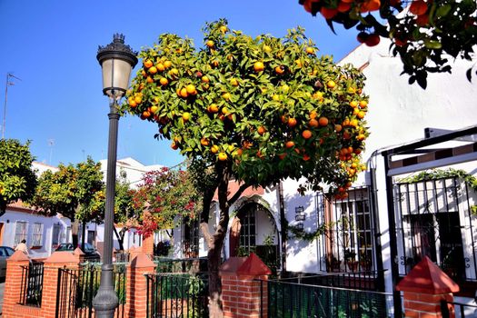 Street Estepona, orange trees growing in the city center