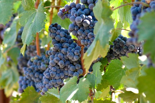 Red Grapes on the Vine