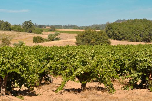 California Wine Vineyard