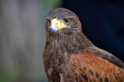 Brown Harris Hawk Predator Bird