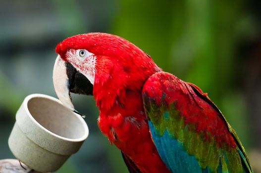 Parrot Eating From a Bowl