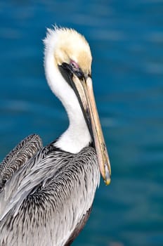 Pelican Portrait Close Up with Ocean in Background
