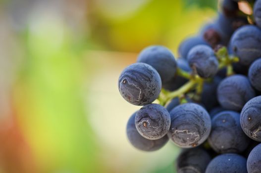 Red Grapes Close Up