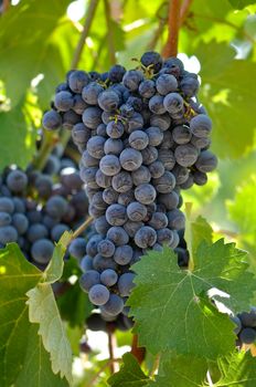 Red Grapes on the Vine