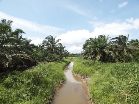 Palm oil trees plantation with small water stream in Johor Malaysia