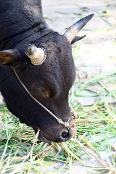 Cow eating grasses