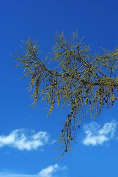 Larch cone on a branch with needles against the blue sky