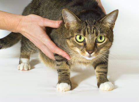 dissatisfied pretty cat in vet-clinic fears that place