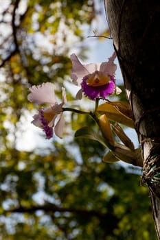 Purple and white orchid growing from trunk of tree