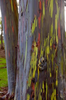Close up of trunk of eucalyptus tree showing colorful patterns