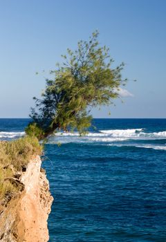 Single hardy tree clinging to cliff face overhanging the rough sea