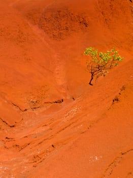Red sandstone rocks in Waimea Canyon on Kauai with single green tree