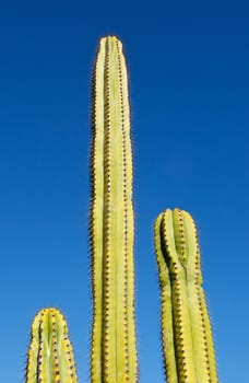 Trio of different sized Saguaro cactus tree set against bright blue sky