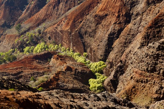 Trees in the bottom of the steep rock sides of Waimea Canyone on Kauai