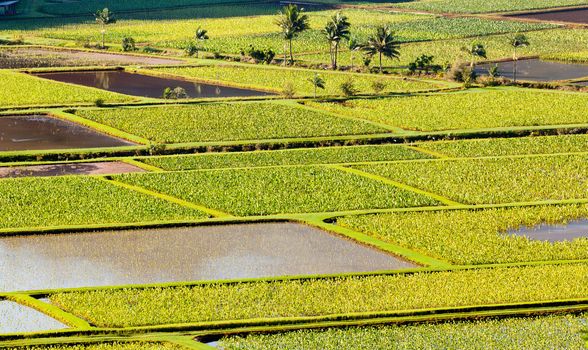 Hanalei Valley on island of Kauai with taro ponds pattern