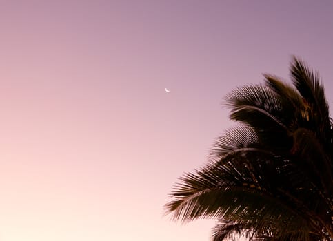 Sunrise with palm tree and crescent moon in sky