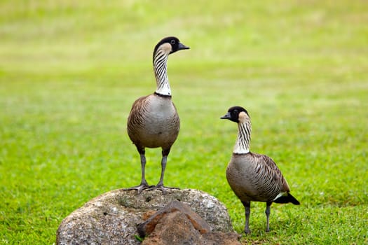 Pair of rare nene geese birds on Kauai with one standing on rock