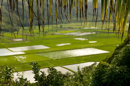 Hanalei Valley on island of Kauai with framing from palm fronds