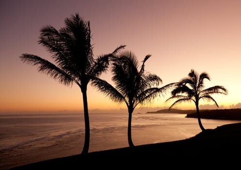 Sunrise with palm trees with Kilauea lighthouse in the distance