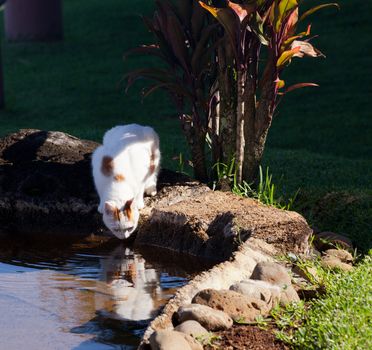 Domestic cat drinking water from pool in garden and reflection