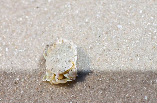 crab  on the sand