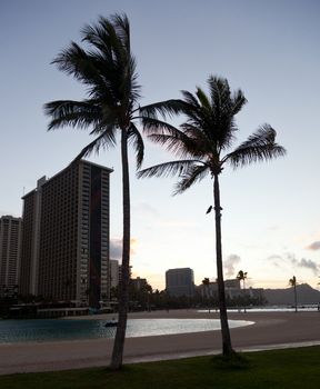 Palm trees by side of beach in Waikiki at dawn