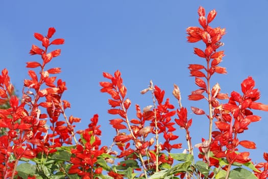 Red bright flowers in flowerbed on the background of blue sky