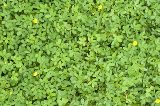 plant texture background with tiny leaves